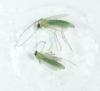 Chironominae inconnu